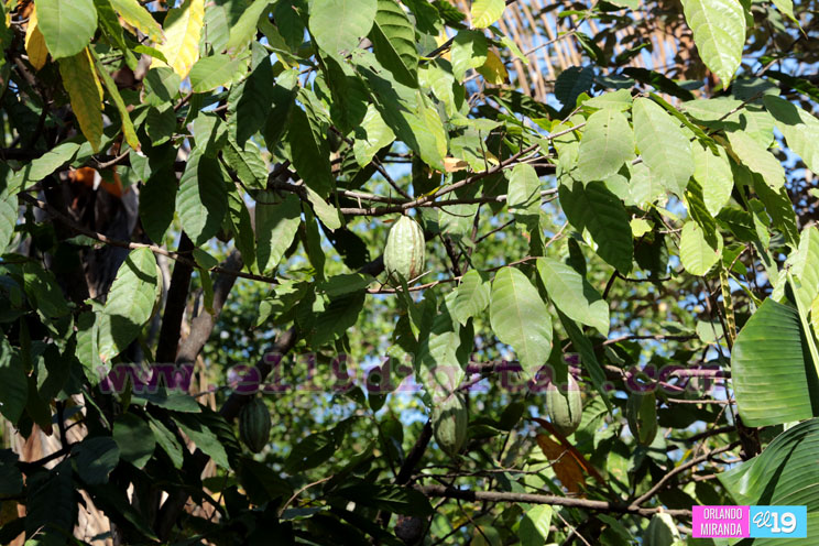 Pacayita: Uno de los cacaos m&aacute;s exquisitos de Nicaragua